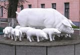 pigs