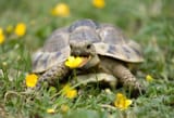tort