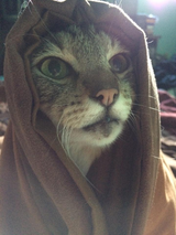 khajiit have wares if you have coin