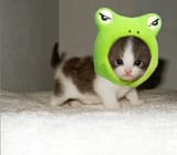 Polarizing-Kittens