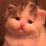 Thread 11880047 OP Image