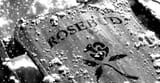 Rosebud