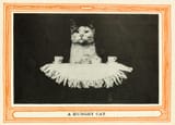 a hungry cat