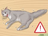 v4-460px-Diagnose-and-Treat-Marijuana-Poisoning-in-Cats-Step-7-Version-2