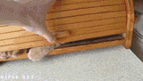 catbox