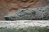 croc