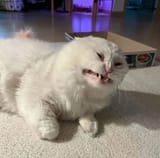 cat_cringe