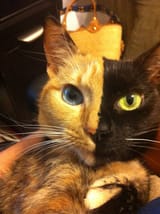vivec_cat