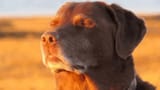 namaste-dog-smiling