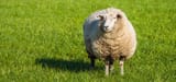 sheep