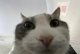 Thread 3796727 OP Image