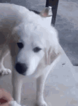 tenor_gif8627763840782408916