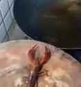 shrimpcide_thumb.jpg