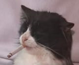 Gato0