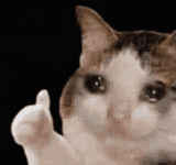 ok-cat