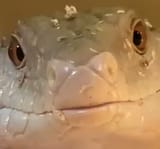 herp