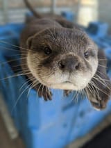 otter 1366
