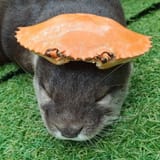 otter 1051
