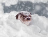 otter 92