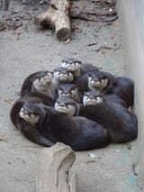 otter 551