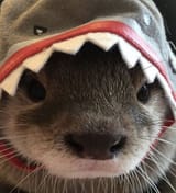 otter 276