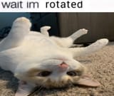 1000011425