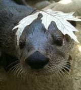 otter 931