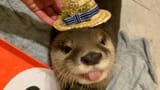 otter 115