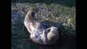 otter 911_thumb.jpg