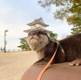 otter 1286