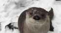 otter 1616_thumb.jpg