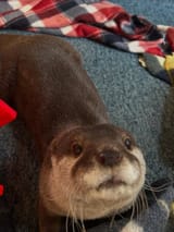 otter 2064