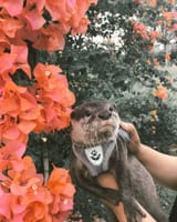 otter 2048