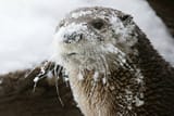 otter 15