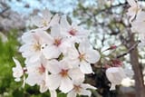 Japan-Cherry-Blossom-up-close-Don-George-IMG_0270-800x535-1