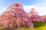 Massive plum trees