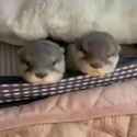 otter 159_thumb.jpg