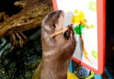 otter 520