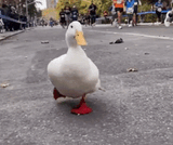 cute-white-duck-runs-2021-new-york-city-marathon-1