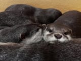 otter 2069