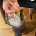 otter 512_thumb.jpg