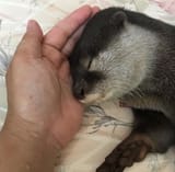 otter 103