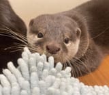 otter 1934