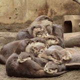 otter 1257