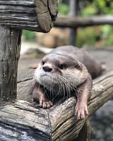 otter 1444