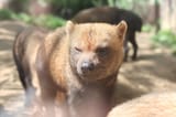 Speothos_venaticus_in_Prague_Zoo_(2)