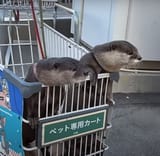 otter 2080