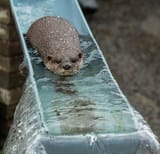 otter 11
