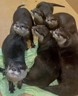 otter 2063