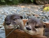 otter 2079